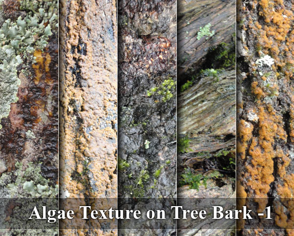 Algae Texture on Tree Bark -1